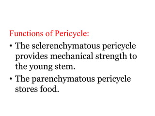 Functions of Pericycle:
• The sclerenchymatous pericycle
provides mechanical strength to
the young stem.
• The parenchymatous pericycle
stores food.
 