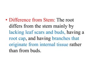 • Difference from Stem: The root
differs from the stem mainly by
lacking leaf scars and buds, having a
root cap, and having branches that
originate from internal tissue rather
than from buds.
 