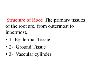 Structure of Root: The primary tissues
of the root are, from outermost to
innermost,
• 1- Epidermal Tissue
• 2- Ground Tissue
• 3- Vascular cylinder
 