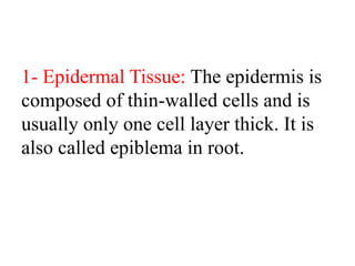 1- Epidermal Tissue: The epidermis is
composed of thin-walled cells and is
usually only one cell layer thick. It is
also called epiblema in root.
 