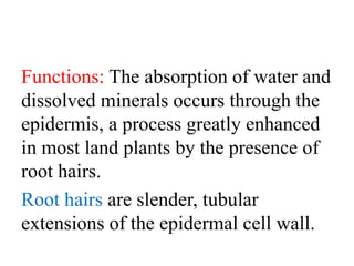 Functions: The absorption of water and
dissolved minerals occurs through the
epidermis, a process greatly enhanced
in most land plants by the presence of
root hairs.
Root hairs are slender, tubular
extensions of the epidermal cell wall.
 