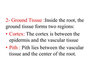 2- Ground Tissue :Inside the root, the
ground tissue forms two regions:
• Cortex: The cortex is between the
epidermis and the vascular tissue
• Pith : Pith lies between the vascular
tissue and the center of the root.
 