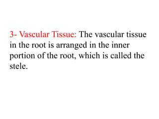 3- Vascular Tissue: The vascular tissue
in the root is arranged in the inner
portion of the root, which is called the
stele.
 