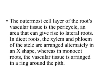 • The outermost cell layer of the root’s
vascular tissue is the pericycle, an
area that can give rise to lateral roots.
In dicot roots, the xylem and phloem
of the stele are arranged alternately in
an X shape, whereas in monocot
roots, the vascular tissue is arranged
in a ring around the pith.
 