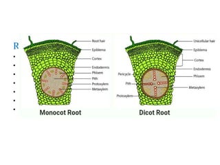 ROOTS
• Root Hair
• Epiblema
• Cortex
• Endodermis
• Phloem
• Pith
• Xylem
 