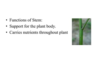 • Functions of Stem:
• Support for the plant body.
• Carries nutrients throughout plant
 