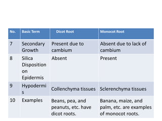 No. Basic Term Dicot Root Monocot Root
7 Secondary
Growth
Present due to
cambium
Absent due to lack of
cambium
8 Silica
Disposition
on
Epidermis
Absent Present
9 Hypodermi
s
Collenchyma tissues Sclerenchyma tissues
10 Examples Beans, pea, and
peanuts, etc. have
dicot roots.
Banana, maize, and
palm, etc. are examples
of monocot roots.
 