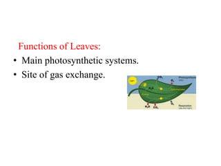 Functions of Leaves:
• Main photosynthetic systems.
• Site of gas exchange.
 