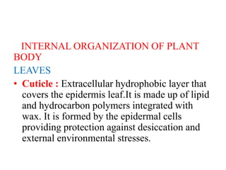 INTERNAL ORGANIZATION OF PLANT
BODY
LEAVES
• Cuticle : Extracellular hydrophobic layer that
covers the epidermis leaf.It is made up of lipid
and hydrocarbon polymers integrated with
wax. It is formed by the epidermal cells
providing protection against desiccation and
external environmental stresses.
 