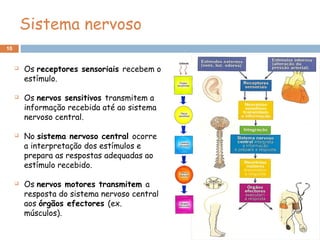 10
Sistema nervoso
 Os receptores sensoriais recebem o
estímulo.
 Os nervos sensitivos transmitem a
informação recebida até ao sistema
nervoso central.
 No sistema nervoso central ocorre
a interpretação dos estímulos e
prepara as respostas adequadas ao
estímulo recebido.
 Os nervos motores transmitem a
resposta do sistema nervoso central
aos órgãos efectores (ex.
músculos).
 