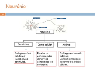 12
Neurónio
Prologamentos
celulares.
Recebem os
estímulos.
Recebe os
estímulos das
dendrites
conduzindo-os
ao axónio.
Prolongamento muito
extenso.
Conduz o impulso e
transmite-o a outras
células.
 