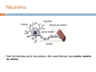 13
Neurónio
 Nos Vertebrados parte dos axónios são revestidos por uma bainha isolante
de mielina.
Núcleo Bainha de mielina
Dendrite
Axónio
Corpo celular
 