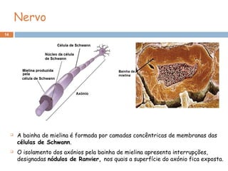 14
 A bainha de mielina é formada por camadas concêntricas de membranas das
células de Schwann.
 O isolamento dos axónios pela bainha de mielina apresenta interrupções,
designadas nódulos de Ranvier, nos quais a superfície do axónio fica exposta.
Nervo
 