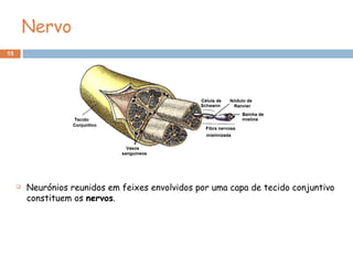 15
 Neurónios reunidos em feixes envolvidos por uma capa de tecido conjuntivo
constituem os nervos.
Nervo
 