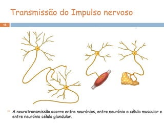 16
Transmissão do Impulso nervoso
 A neurotransmissão ocorre entre neurónios, entre neurónio e célula muscular e
entre neurónio célula glandular.
 