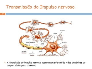 17
Transmissão do Impulso nervoso
 A transissão do impulso nervoso ocorre num só sentido – das dendrites do
corpo celular para o axónio
 