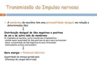 18
Transmissão do Impulso nervoso
 A membrana do neurónio tem uma permeabilidade desigual em relação a
determinados iões
Distribuição desigual de iões negativos e positivos
de um e de outro lado da membrana
O citoplasma do neurónio, junto à membrana citoplasmática,
contém menor quantidade de iões positivos do que o meio extracelular
(maior concentração de iões negativos no meio intracelular
relativamente ao meio extracelular)
Gera energia - Potencial eléctrico
(quantidade de energia gerada pela
diferença de cargas eléctricas)
 