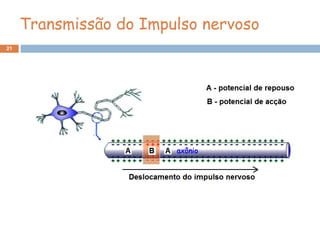 21
Transmissão do Impulso nervoso
 
