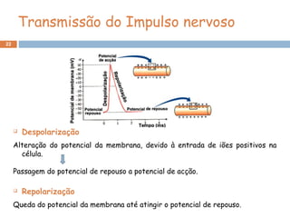 22
Transmissão do Impulso nervoso
 Despolarização
Alteração do potencial da membrana, devido à entrada de iões positivos na
célula.
Passagem do potencial de repouso a potencial de acção.
 Repolarização
Queda do potencial da membrana até atingir o potencial de repouso.
 