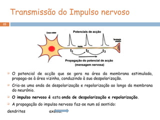 23
Transmissão do Impulso nervoso
 O potencial de acção que se gera na área da membrana estimulada,
propaga-se à área vizinha, conduzindo à sua despolarização.
 Cria-se uma onda de despolarização e repolarização ao longo da membrana
do neurónio.
 O impulso nervoso é esta onda de despolarização e repolarização.
 A propagação do impulso nervoso faz-se num só sentido:
dendrites axónio.
 