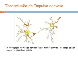 24
Transmissão do Impulso nervoso
 A propagação do impulso nervoso faz-se num só sentido - do corpo celular
para a terminação do axónio.
 