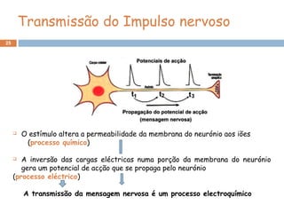25
Transmissão do Impulso nervoso
 O estímulo altera a permeabilidade da membrana do neurónio aos iões
(processo químico)
 A inversão das cargas eléctricas numa porção da membrana do neurónio
gera um potencial de acção que se propaga pelo neurónio
(processo eléctrico)
A transmissão da mensagem nervosa é um processo electroquímico
 
