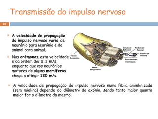 26
Transmissão do impulso nervoso
 A velocidade de propagação
do impulso nervoso varia de
neurónio para neurónio e de
animal para animal.
 Nas anémonas, esta velocidade
é da ordem dos 0,1 m/s,
enquanto que nos neurónios
motores de alguns mamíferos
chega a atingir 120 m/s.
 A velocidade de propagação do impulso nervoso numa fibra amielinizada
(sem mielina) depende do diâmetro do axónio, sendo tanto maior quanto
maior for o diâmetro do mesmo.
 
