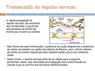 27
 Nas fibras nervosas mielinizadas, o potencial de acção despolariza a membrana
do axónio unicamente na região dos nódulos de Ranvier, pois o efeito isolante
da bainha de mielina impede que essa despolarização ocorra nas restantes
zonas.
 Desta forma, o impulso nervoso salta de um nódulo para o seguinte,
permitindo, assim, uma velocidade de propagação muito mais elevada em
relação à que se verifica nos neurónios desmielinizados.
Transmissão do impulso nervoso
 A rápida propagação do
impulso nervoso, nos neurónios
dos vertebrados, é garantida
pela presença da bainha de
mielina que recobre os axónios.
 