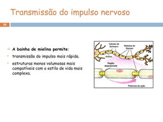 28
Transmissão do impulso nervoso
 A bainha de mielina permite:
 transmissão do impulso mais rápida.
 estruturas menos volumosas mais
compatíveis com o estilo de vida mais
complexa.
 
