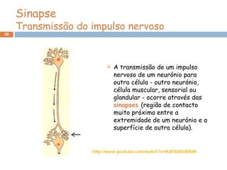 29
Sinapse
Transmissão do impulso nervoso
 A transmissão de um impulso
nervoso de um neurónio para
outra célula - outro neurónio,
célula muscular, sensorial ou
glandular - ocorre através das
sinapses (região de contacto
muito próxima entre a
extremidade de um neurónio e a
superfície de outra célula).
http://www.youtube.com/watch?v=KdFSdOrBRiM
 