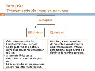 30
Sinapse
Transmissão do impulso nervoso
• Mais raras e mais simples.
• Evolutivamente mais antigas.
• Só são possíveis se a distância
entre duas células não ultrapassar
os 3 nm.
• A corrente iónica passa
directamente de uma célula para
outra.
• Estão envolvidas em processos que
exigem respostas muito rápidas.
• Mais frequentes nos animais.
• As correntes iónicas ocorrem
unidireccionalmente, entre a
zona terminal de um axónio e a
dendrite do neurónio seguinte.
 