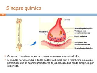 31
Sinapse química
 Os neurotransmissores encontram-se armazenados em vesículas.
 O impulso nervoso induz a fusão dessas vesículas com a membrana do axónio,
permitindo que os neurotransmissores sejam lançados na fenda sináptica, por
exocitose.
 