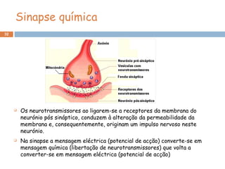 32
Sinapse química
 Os neurotransmissores ao ligarem-se a receptores da membrana do
neurónio pós sináptico, conduzem à alteração da permeabilidade da
membrana e, consequentemente, originam um impulso nervoso neste
neurónio.
 Na sinapse a mensagem eléctrica (potencial de acção) converte-se em
mensagem química (libertação de neurotransmissores) que volta a
converter-se em mensagem eléctrica (potencial de acção)
 