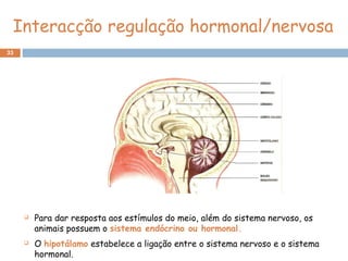 33
 Para dar resposta aos estímulos do meio, além do sistema nervoso, os
animais possuem o sistema endócrino ou hormonal.
 O hipotálamo estabelece a ligação entre o sistema nervoso e o sistema
hormonal.
Interacção regulação hormonal/nervosa
 