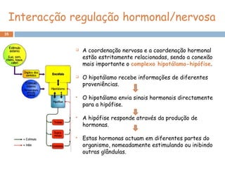 35
 A coordenação nervosa e a coordenação hormonal
estão estritamente relacionadas, sendo a conexão
mais importante o complexo hipotálamo-hipófise.
 O hipotálamo recebe informações de diferentes
proveniências.
 O hipotálamo envia sinais hormonais directamente
para a hipófise.
 A hipófise responde através da produção de
hormonas.
 Estas hormonas actuam em diferentes partes do
organismo, nomeadamente estimulando ou inibindo
outras glândulas.
Interacção regulação hormonal/nervosa
 
