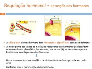 39
Regulação hormonal – actuação das hormonas
 A célula-alvo de uma hormona tem receptores específicos para essa hormona.
 A maior parte das vezes as moléculas receptoras das hormonas (A) localizam-
se na membrana plasmática. No entanto, por vezes (B), os receptores podem
localizar-se no citoplasma da célula-alvo.
 Garante uma resposta específica de determinadas células perante um dado
sinal
 Contribui para a manutenção da homeostasia.
 