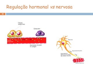 40
Regulação hormonal vs nervosa
 