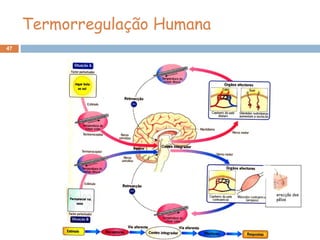47
erecção dos
pêlos
Termorregulação Humana
 