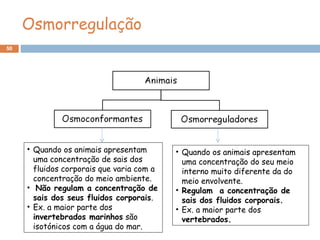 50
Osmorregulação
• Quando os animais apresentam
uma concentração de sais dos
fluidos corporais que varia com a
concentração do meio ambiente.
• Não regulam a concentração de
sais dos seus fluidos corporais.
• Ex. a maior parte dos
invertebrados marinhos são
isotónicos com a água do mar.
• Quando os animais apresentam
uma concentração do seu meio
interno muito diferente da do
meio envolvente.
• Regulam a concentração de
sais dos fluidos corporais.
• Ex. a maior parte dos
vertebrados.
 
