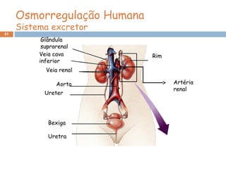 51
RimVeia cava
inferior
Aorta
Ureter
Bexiga
Uretra
Glândula
suprarenal
Veia renal
Artéria
renal
Osmorregulação Humana
Sistema excretor
 
