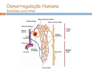 53
Osmorregulação Humana
Sistema excretor
 