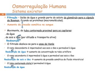55
 Filtração – Saída de água e grande parte do soluto do glomérulo para a cápsula
de Bowman, ficando as proteínas (macromoléculas).
 Aumento da pressão osmótica no sangue
 Movimento, do tubo contornado proximal para os capilares:
. da água
. de sais e iões (por difusão e transporte ativo)
Reabsorção
 O filtrado desloca-se para a ansa de Henle
 O ramo descendente é impermeável aos sais e iões e permeável à água
Reabsorção de água  aumento da concentração no tubo urinífero
 O ramo ascendente é impermeável à água e permeável aos sais e iões
Reabsorção de sais e iões  aumento da pressão osmótica do fluido intersticial
 O tubo contornado distal é permeável à água
Reabsorção de água
Osmorregulação Humana
Sistema excretor
 