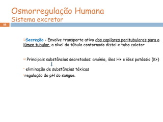 56
Secreção - Envolve transporte ativo dos capilares peritubulares para o
lúmen tubular, a nível do túbulo contornado distal e tubo coletor
 Principais substâncias secretadas: amónia, iões H+ e iões potássio (K+)
 eliminação de substâncias tóxicas
regulação do pH do sangue.
Osmorregulação Humana
Sistema excretor
 