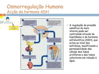 57
 A regulação da pressão
osmótica do meio
interno pode ser
controlada através do
hipotálamo e da hormona
antidiurética (ADH), que
actua ao nível dos
nefrónios, modificando a
permeabilidade das
células dos tubos
uriníferos e dos tubos
colectores em relação à
água.
Osmorregulação Humana
Acção da hormona ADH
 