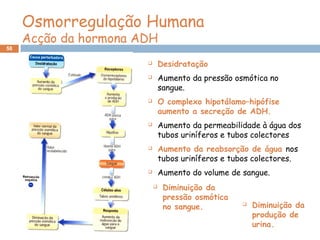 58
 Desidratação
 Aumento da pressão osmótica no
sangue.
 O complexo hipotálamo–hipófise
aumento a secreção de ADH.
 Aumento da permeabilidade à água dos
tubos uriníferos e tubos colectores
 Aumento da reabsorção de água nos
tubos uriníferos e tubos colectores.
 Aumento do volume de sangue.
 Diminuição da
pressão osmótica
no sangue.  Diminuição da
produção de
urina.
Osmorregulação Humana
Acção da hormona ADH
 