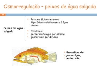 59
Osmorregulação – peixes de água salgada
Peixes de água
salgada
 Possuem fluidos internos
hipotónicos relativamente à água
do mar.
 Tendem a:
• perder muita água por osmose.
• ganhar sais, por difusão.
 Necessitam de:
• ganhar água,
• perder sais.
 