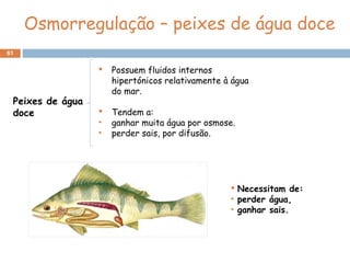 61
Osmorregulação – peixes de água doce
Peixes de água
doce
 Possuem fluidos internos
hipertónicos relativamente à água
do mar.
 Tendem a:
• ganhar muita água por osmose.
• perder sais, por difusão.
 Necessitam de:
• perder água,
• ganhar sais.
 