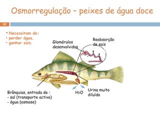 62
Osmorregulação – peixes de água doce
H2OBrânquias, entrada de :
- sal (transporte activo)
- água (osmose)
Glomérulos
desenvolvidos
Reabsorção
de sais
Urina muito
diluída
 Necessitam de:
• perder água,
• ganhar sais.
 