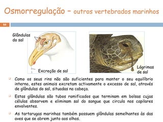 64
Osmorregulação – outros vertebrados marinhos
 Como os seus rins não são suficientes para manter o seu equilíbrio
interno, estes animais excretam activamente o excesso de sal, através
de glândulas do sal, situadas na cabeça.
 Estas glândulas são tubos ramificados que terminam em bolsas cujas
células absorvem e eliminam sal do sangue que circula nos capilares
envolventes.
 As tartarugas marinhas também possuem glândulas semelhantes às das
aves que se abrem junto aos olhos.
Excreção de sal
Glândulas
do sal
Lágrimas
de sal
 