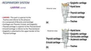-RESPIRATORY SYSTEM
-LARYNX contd.
--LARYNX:- This part is superior to the
Trachea and inferior to the pharynx
--It is composed of Muscles and Cartilage
--Cartilages are Thyroid, Cricoid, and Epiglottic
--Thyroid cartilage is superior to the Thyroid Gland
--Cricoid Cartilage is inferior to the Thyroid Gland
--Epiglottis is attached to the upper border of the
Thyroid Cartilage
-Anterior view
-Posterior view
 